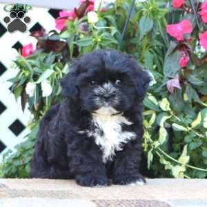 Teresa, Shih-Poo Puppy
