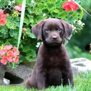 Teresa, Chocolate Labrador Retriever Puppy