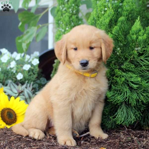 Tessa, Golden Retriever Puppy