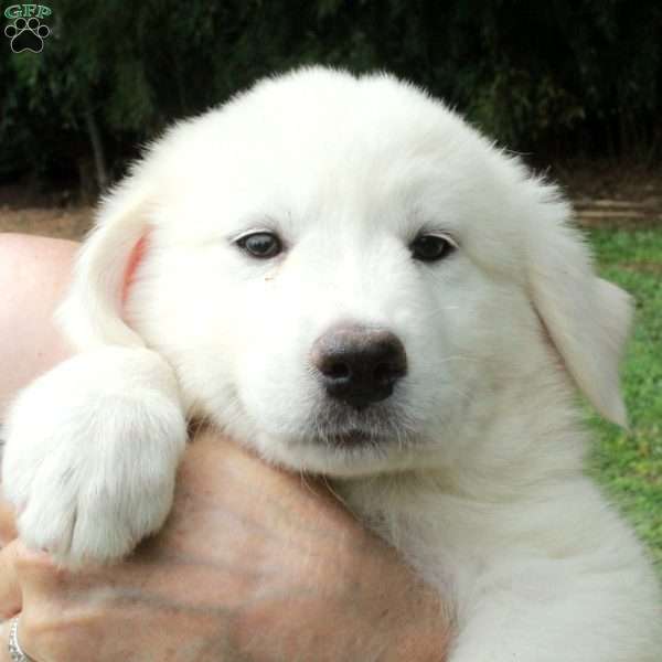 Tessa, Great Pyrenees Mix Puppy