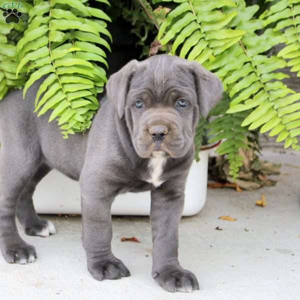 Tessa, Cane Corso Puppy