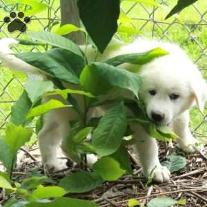Tessa, Great Pyrenees Mix Puppy