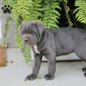 Tessa, Cane Corso Puppy