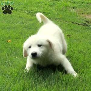 Tessa, Great Pyrenees Mix Puppy