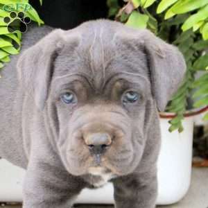 Tessa, Cane Corso Puppy