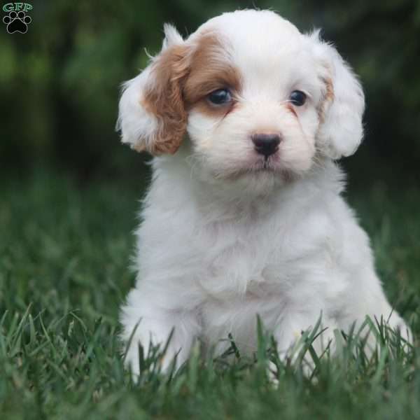 Tessa, Cavapoo Puppy