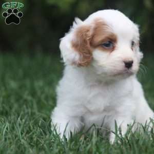 Tessa, Cavapoo Puppy