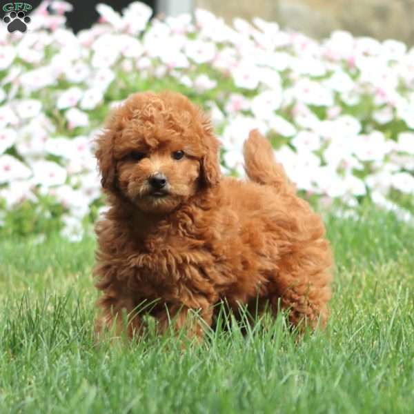 Texie, Cavapoo Puppy