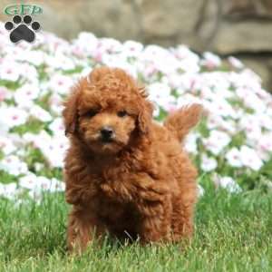 Texie, Cavapoo Puppy