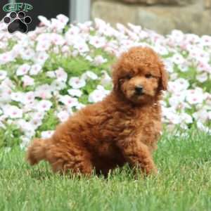 Texie, Cavapoo Puppy