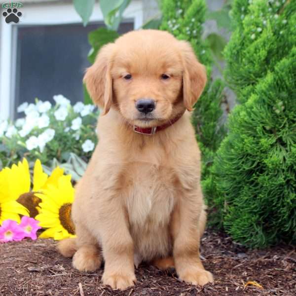 Thaddeus, Golden Retriever Puppy