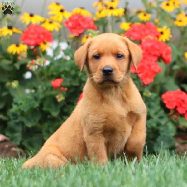Thea, Fox Red Labrador Retriever Puppy