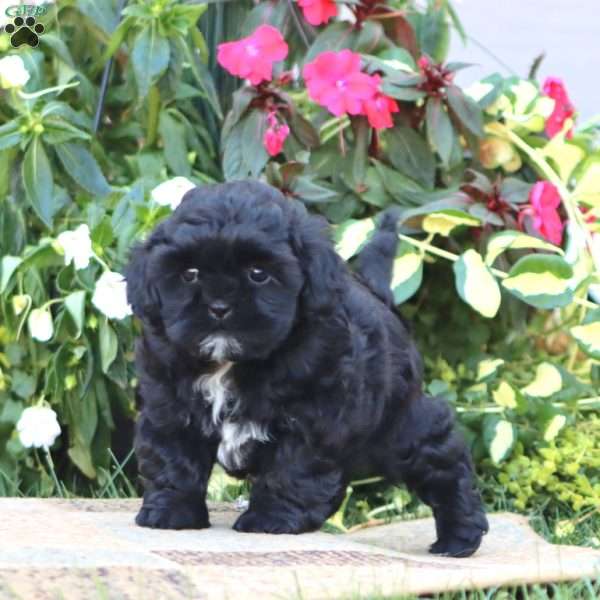 Thea, Shih-Poo Puppy