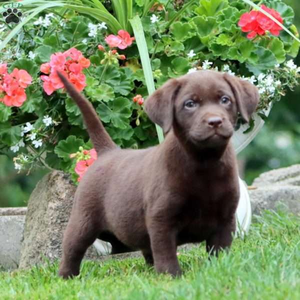 Thea, Chocolate Labrador Retriever Puppy