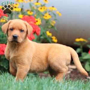 Thea, Fox Red Labrador Retriever Puppy