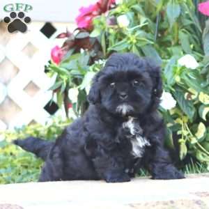 Thea, Shih-Poo Puppy
