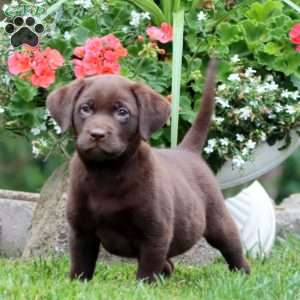 Thea, Chocolate Labrador Retriever Puppy