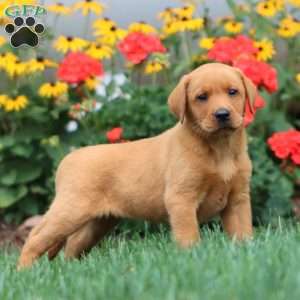 Thea, Fox Red Labrador Retriever Puppy