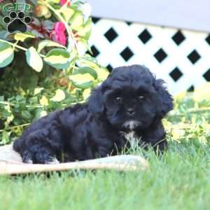 Thea, Shih-Poo Puppy