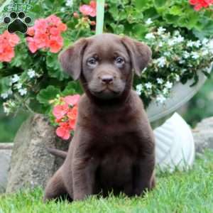 Thea, Chocolate Labrador Retriever Puppy