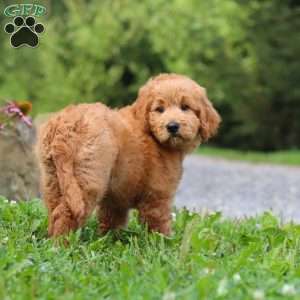 Theo, Goldendoodle Puppy
