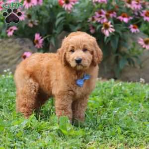 Theo, Goldendoodle Puppy