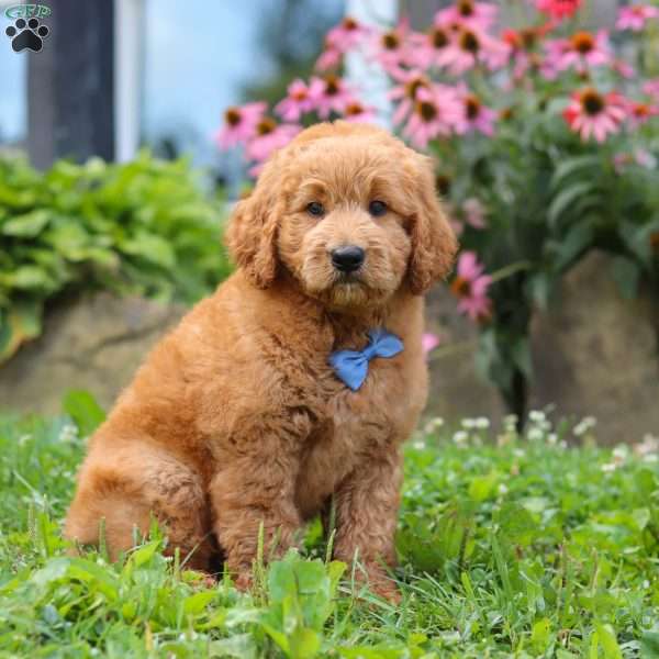 Theo, Goldendoodle Puppy