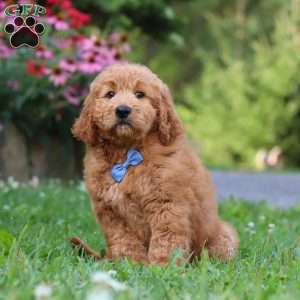 Theo, Goldendoodle Puppy