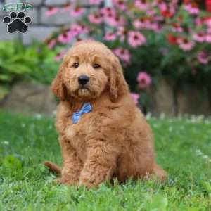 Theo, Goldendoodle Puppy