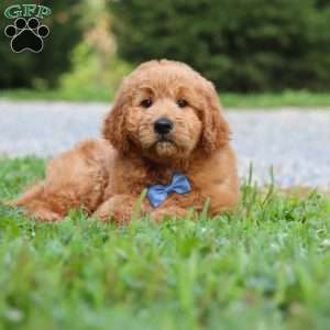 Theo, Goldendoodle Puppy