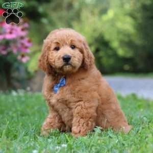 Theo, Goldendoodle Puppy