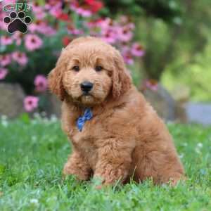 Theo, Goldendoodle Puppy