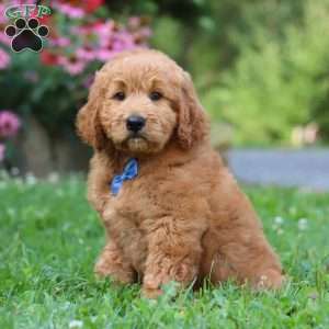 Theo, Goldendoodle Puppy