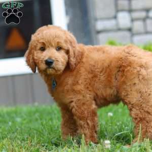 Theo, Goldendoodle Puppy