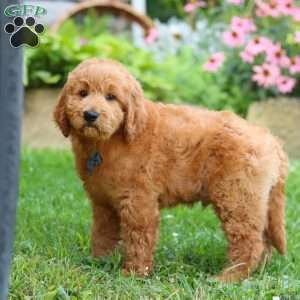 Theo, Goldendoodle Puppy