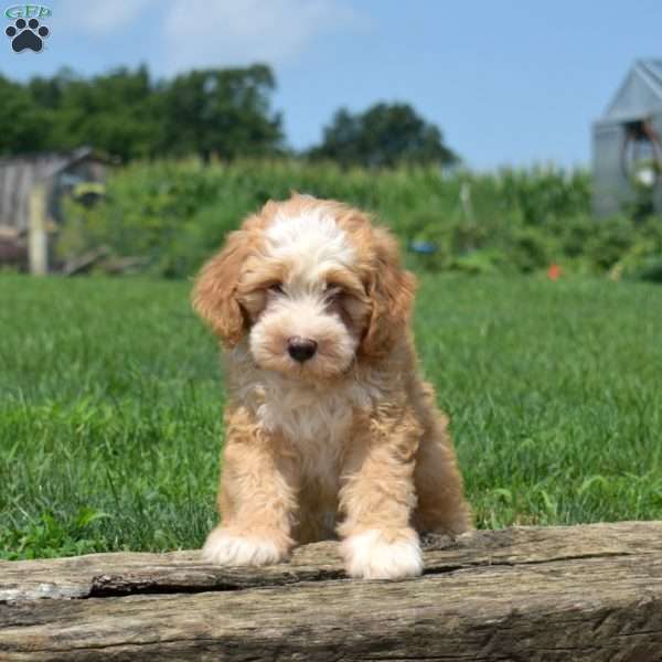 Theo, Mini Bernedoodle Puppy