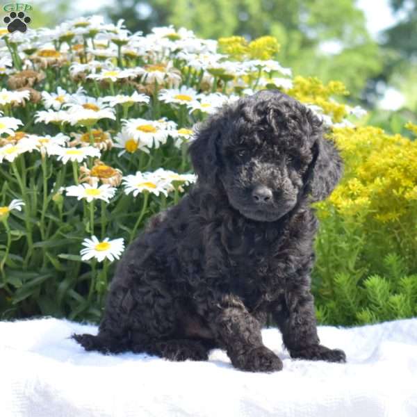 Theo, Miniature Poodle Puppy