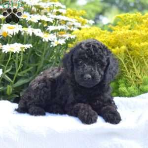 Theo, Miniature Poodle Puppy