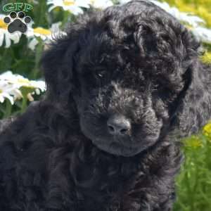 Theo, Miniature Poodle Puppy