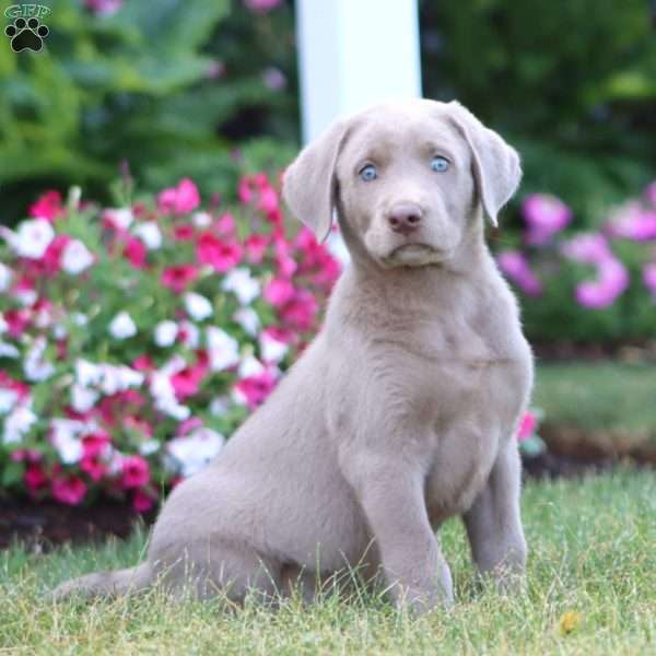 Theo, Silver Labrador Retriever Puppy
