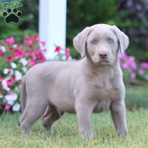 Theo, Silver Labrador Retriever Puppy