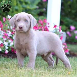 Theo, Silver Labrador Retriever Puppy