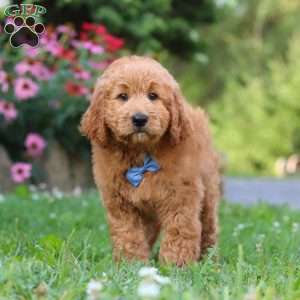 Theo, Goldendoodle Puppy