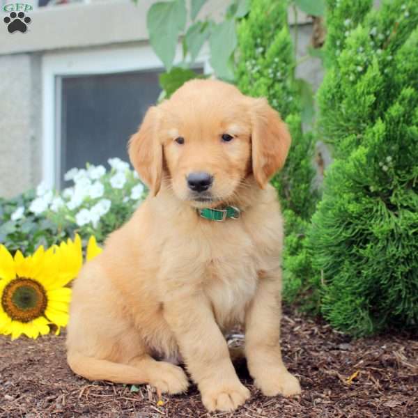 Theodore, Golden Retriever Puppy