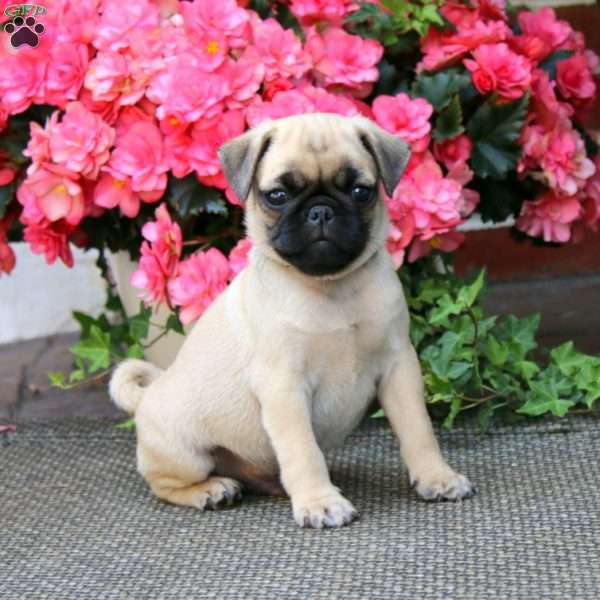 Thomas, Pug Puppy