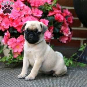 Thomas, Pug Puppy