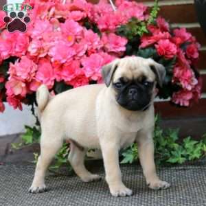 Thomas, Pug Puppy