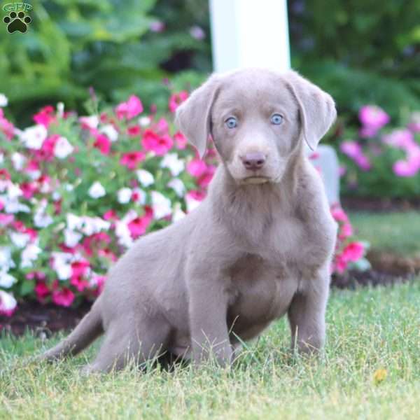 Thor, Silver Labrador Retriever Puppy