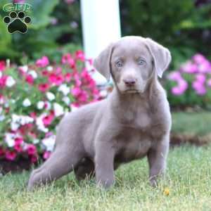 Thor, Silver Labrador Retriever Puppy
