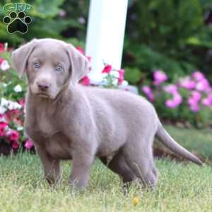 Thor, Silver Labrador Retriever Puppy